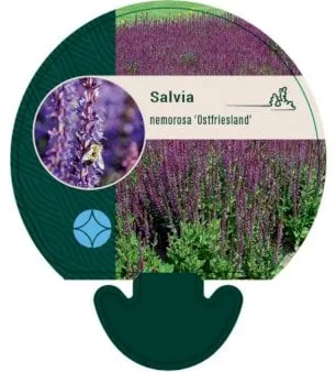 Stäppsalvia